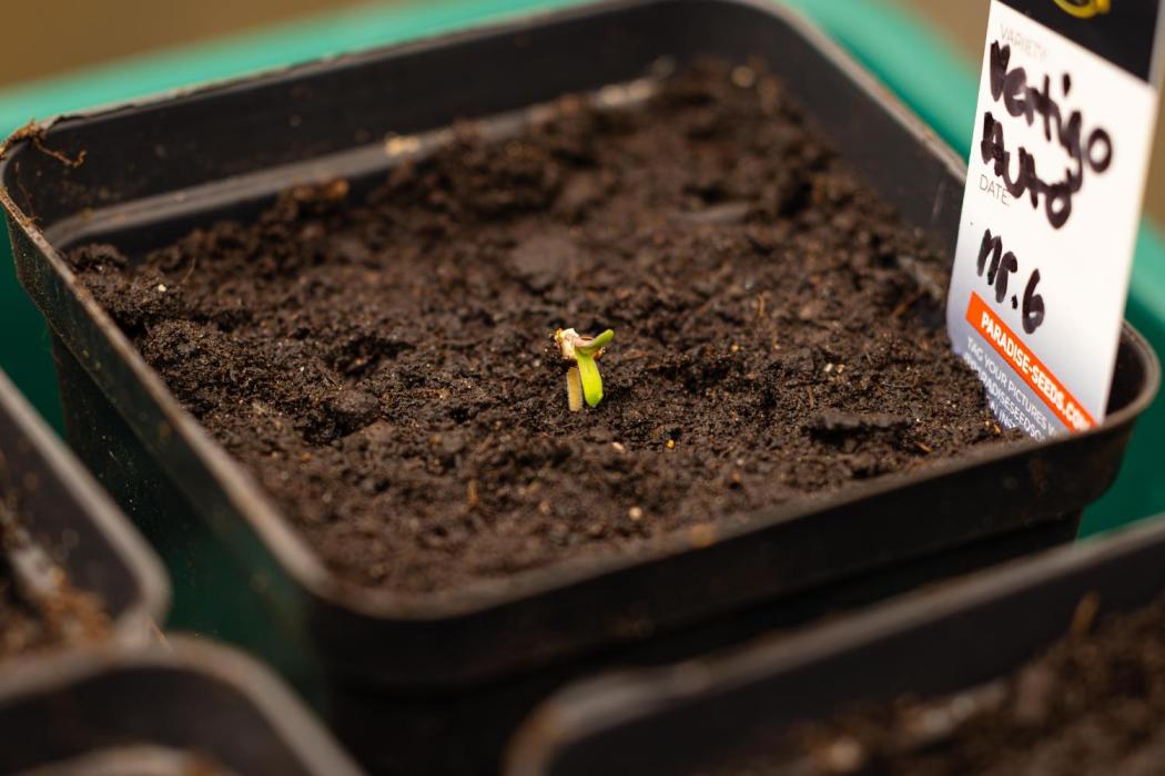 Paradise Seeds - Vertigo Auto. Week 1