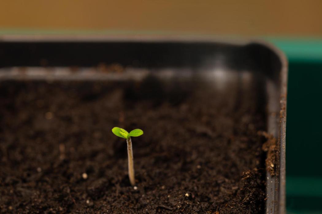 Paradise Seeds - Pandora Auto. Week 1