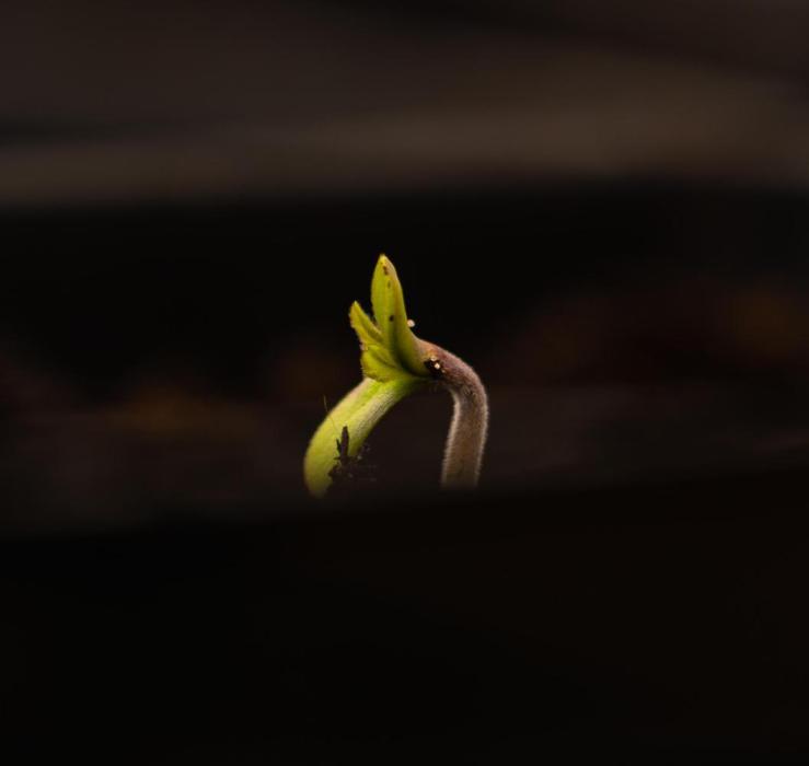 Spliff Seeds - Gelato Auto. Week 1