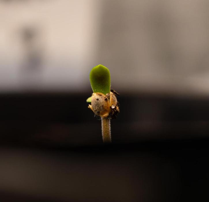 Paradise Seeds - Stromboli Auto. Week 1