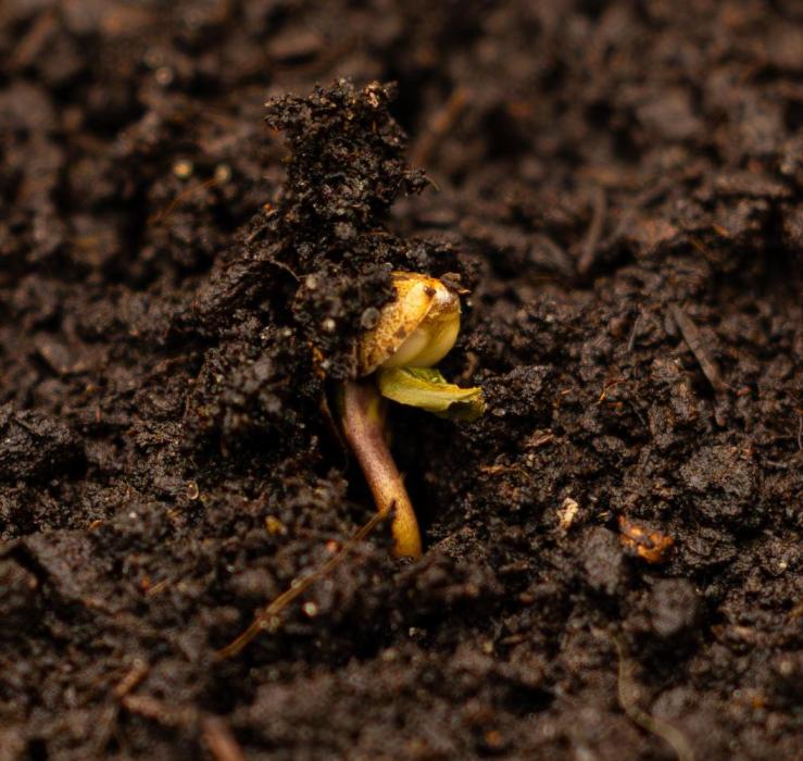 Dutch Blue Auto - Spliff Seeds. Week 1