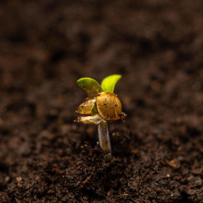 Gorilla Auto - Spliff Seeds. Week 1