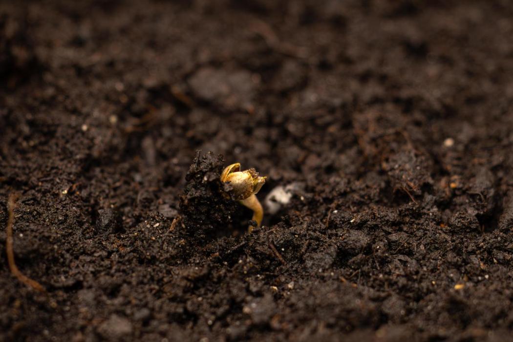 Dutch Auto - Spliff Seeds. Week 1