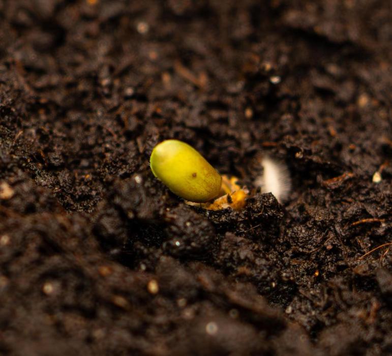 Lemon Crem Kush Auto - Spliff Seeds. Week 1