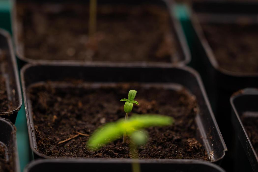 Mega Power Plant Auto - Spliff Seeds. Week 1