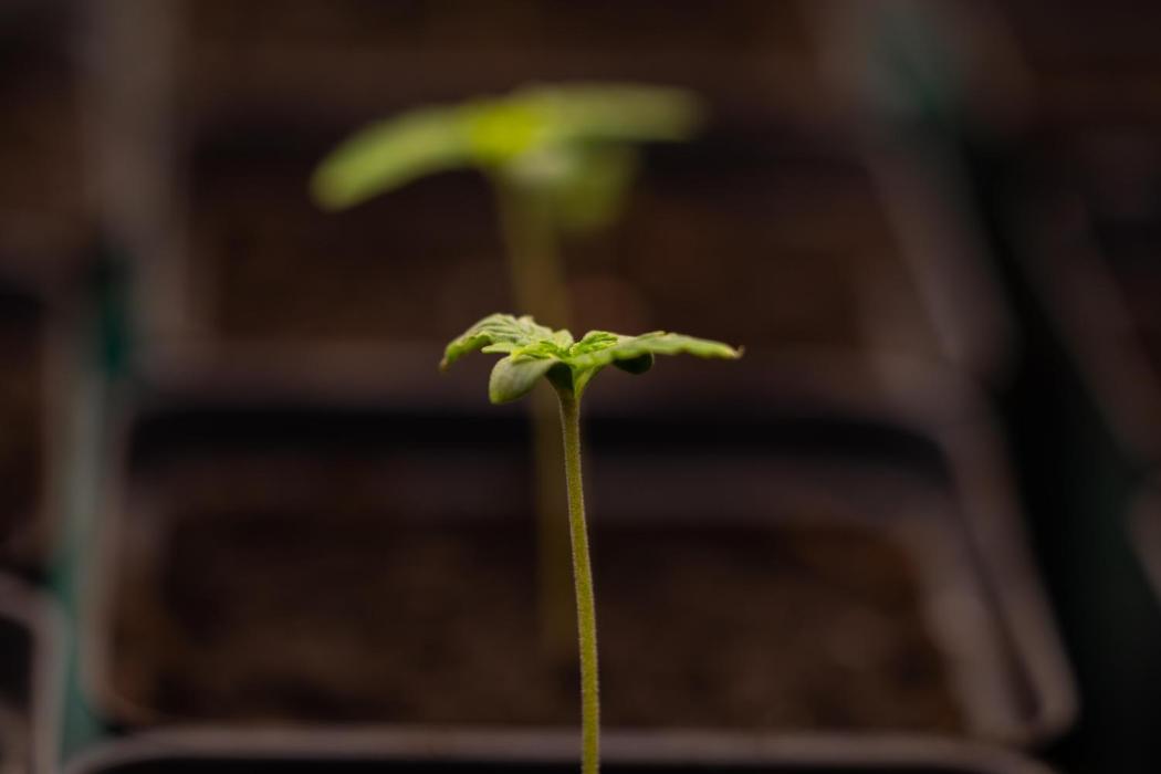 White Widow Auto - Spliff Seeds. Week 1