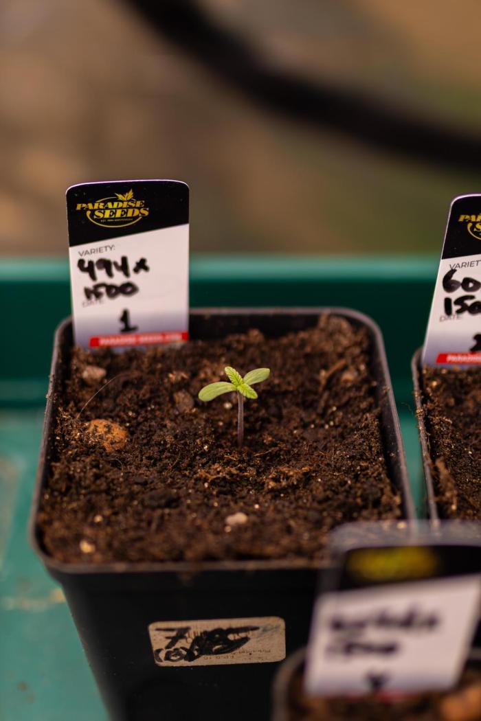 Tester# 494 x 1500 - Paradise Seeds. Week 1