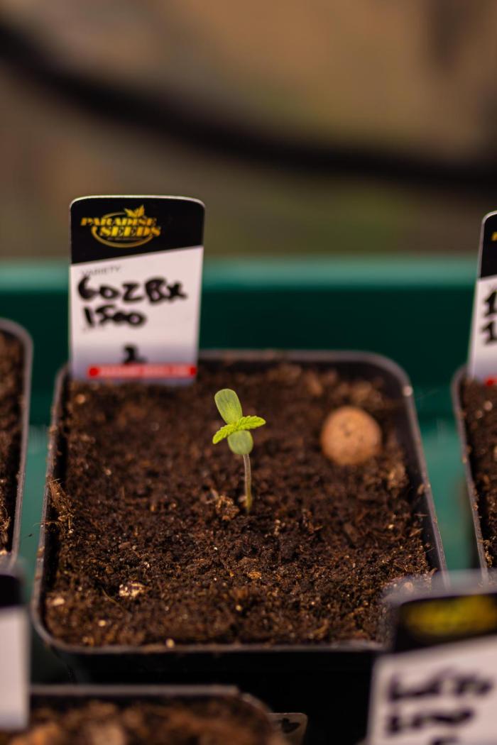 Tester# 60zB x 1500 - Paradise Seeds. Week 1