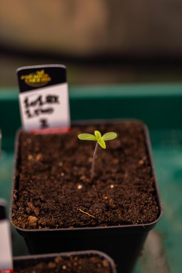 Tester# 1014x1500. Week 1