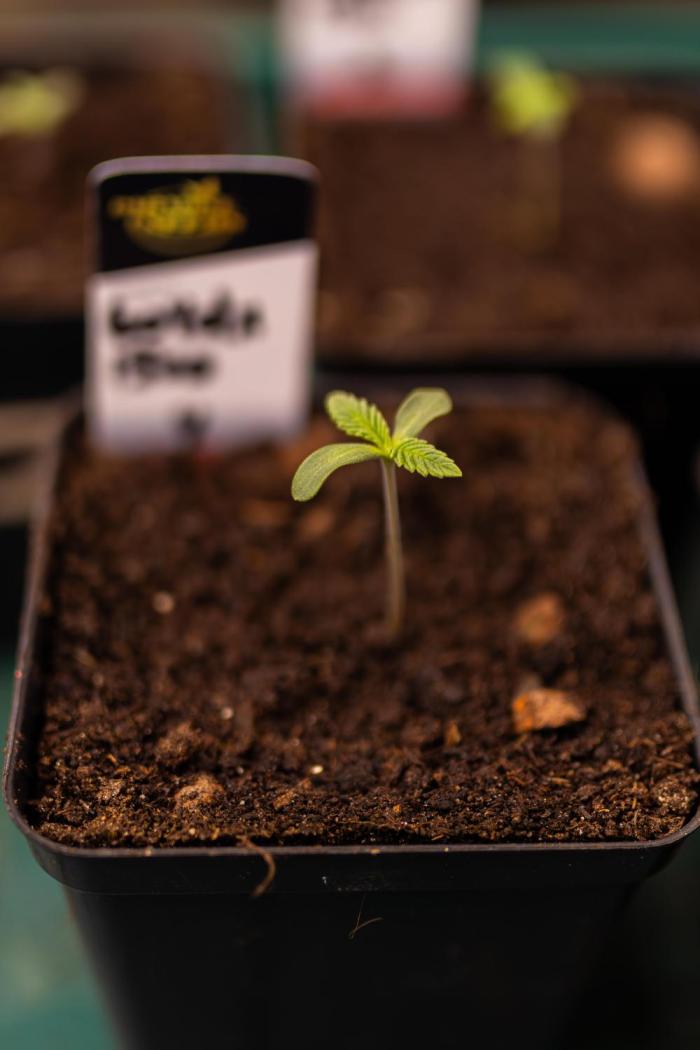 Tester# 604d x 1500 - Paradise Seeds. Week 1