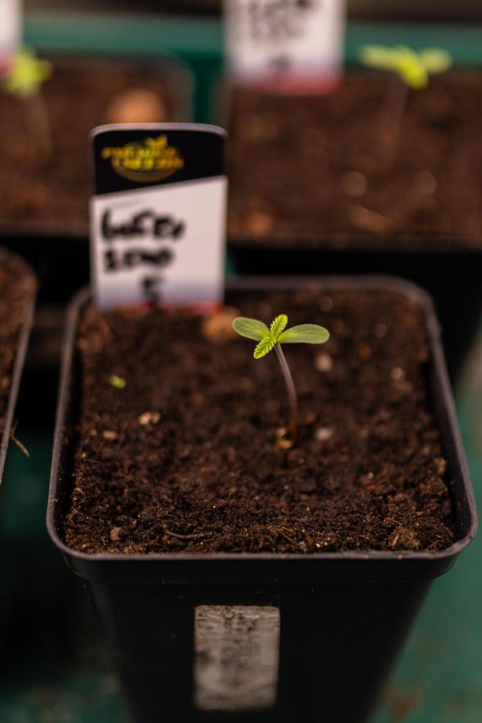 Tester# 605E x 1500. Week 1