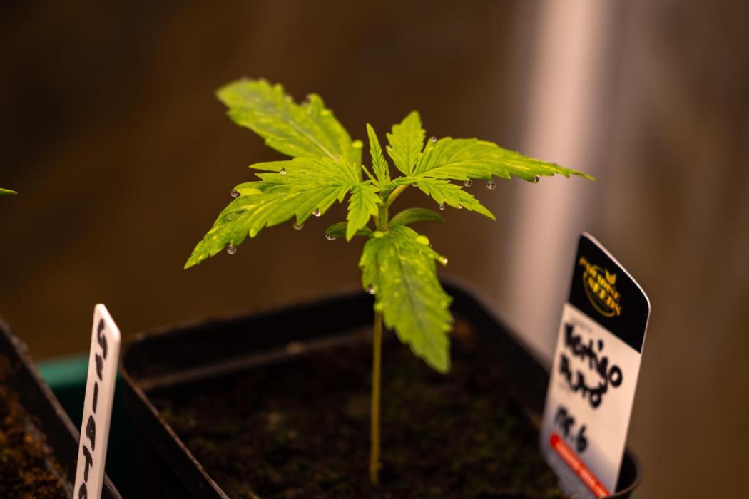 Paradise Seeds - Vertigo Auto. Week 2