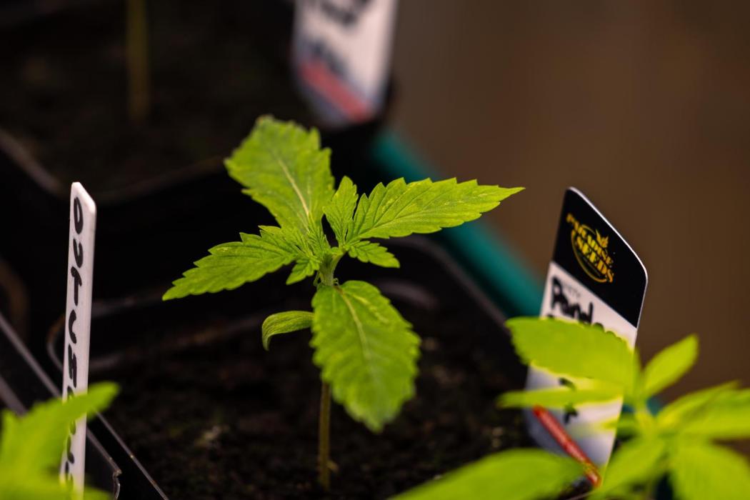 Paradise Seeds - Pandora Auto. Week 2