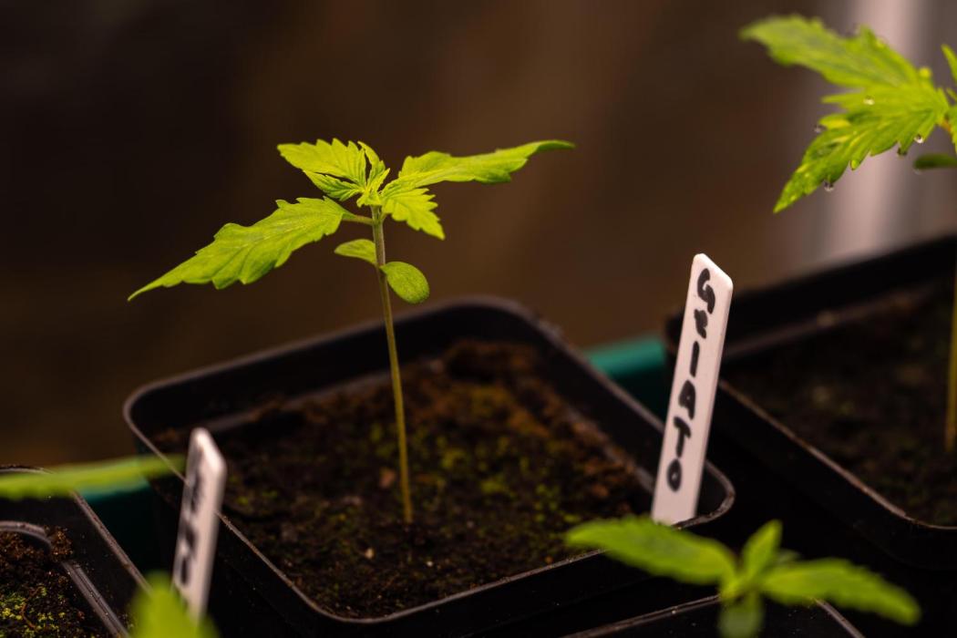 Spliff Seeds - Gelato Auto. Week 2