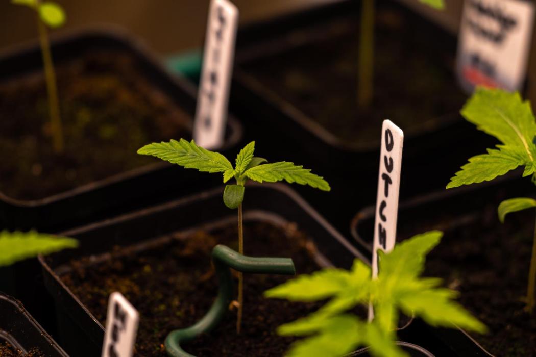 Dutch Blue Auto - Spliff Seeds. Week 2