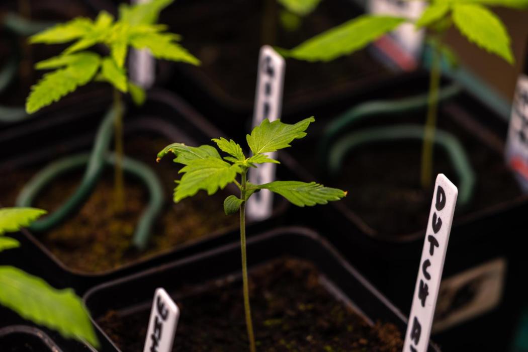 Dutch Auto - Spliff Seeds. Week 2