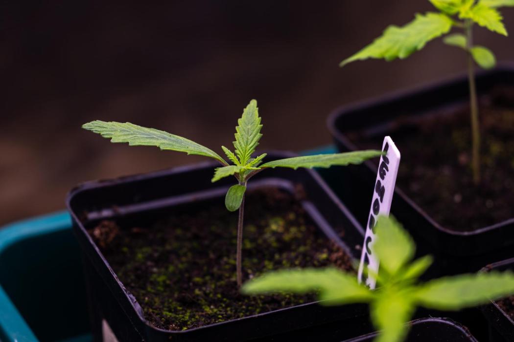 Lemon Crem Kush Auto - Spliff Seeds. Week 2