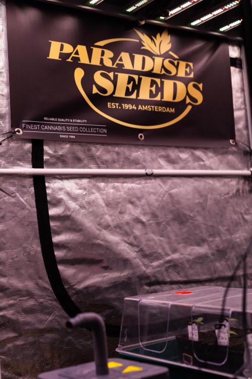 Tester# 494 x 1500 - Paradise Seeds. Week 2