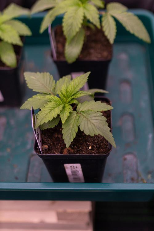 Tester# 494 x 1500 - Paradise Seeds. Week 2