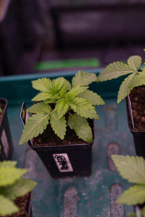 Tester# 60zB x 1500 - Paradise Seeds. Week 2