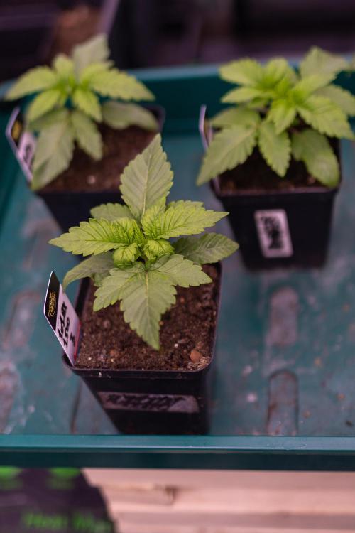 Tester# 1014x1500. Week 2