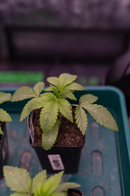 Tester# 604d x 1500 - Paradise Seeds. Week 2