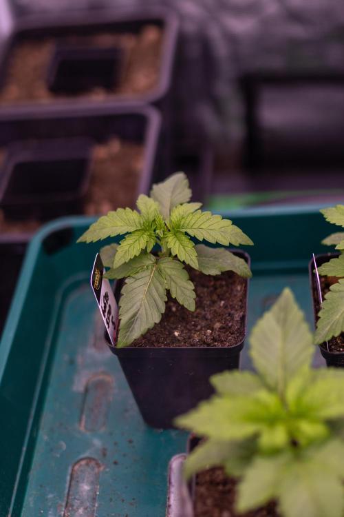 Tester# 605E x 1500. Week 2