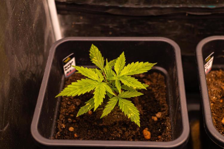 Paradise Seeds - Vertigo Auto. Week 3