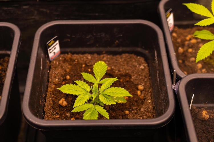 Paradise Seeds - Pandora Auto. Week 3