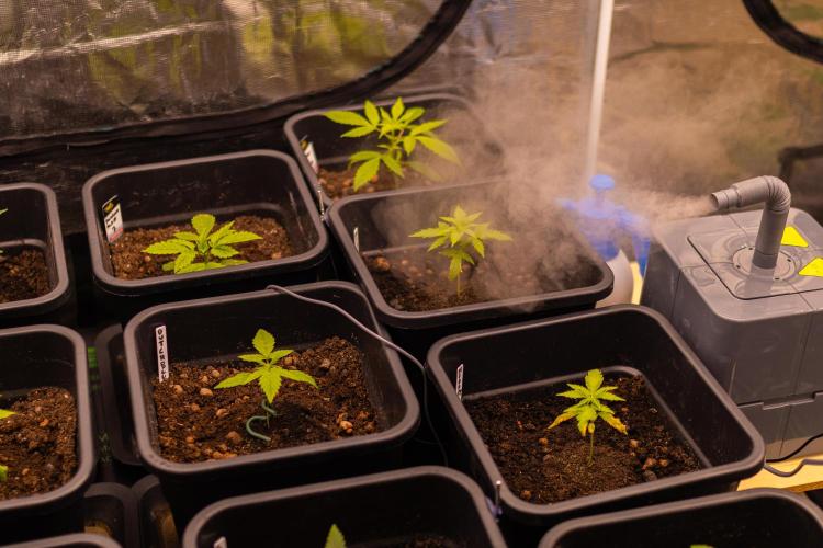 Paradise Seeds - Pandora Auto. Week 3