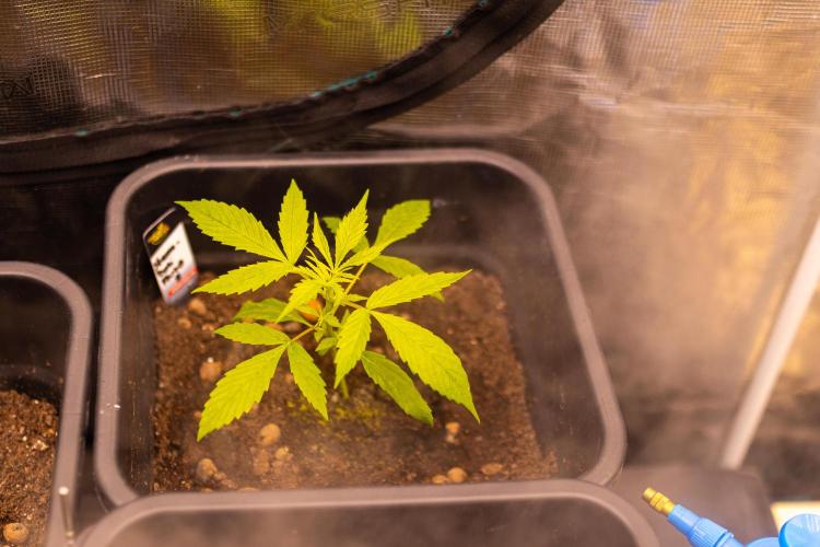 Paradise Seeds - Stromboli Auto. Week 3