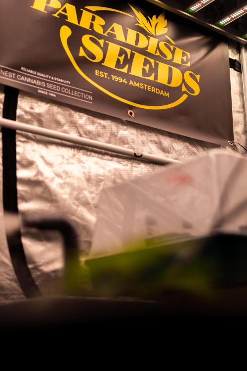 Paradise Seeds - Stromboli Auto. Week 3