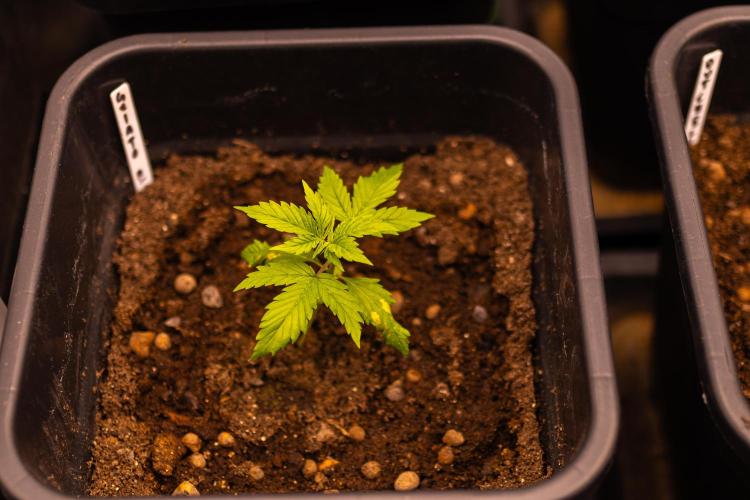 Spliff Seeds - Gelato Auto. Week 3