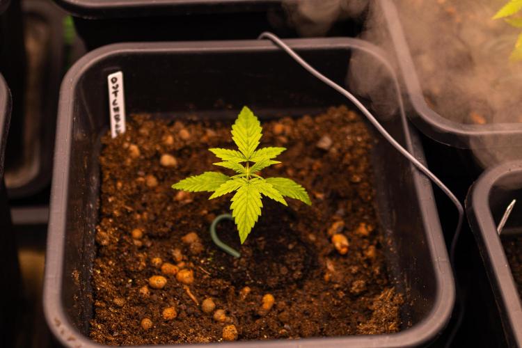 Dutch Blue Auto - Spliff Seeds. Week 3