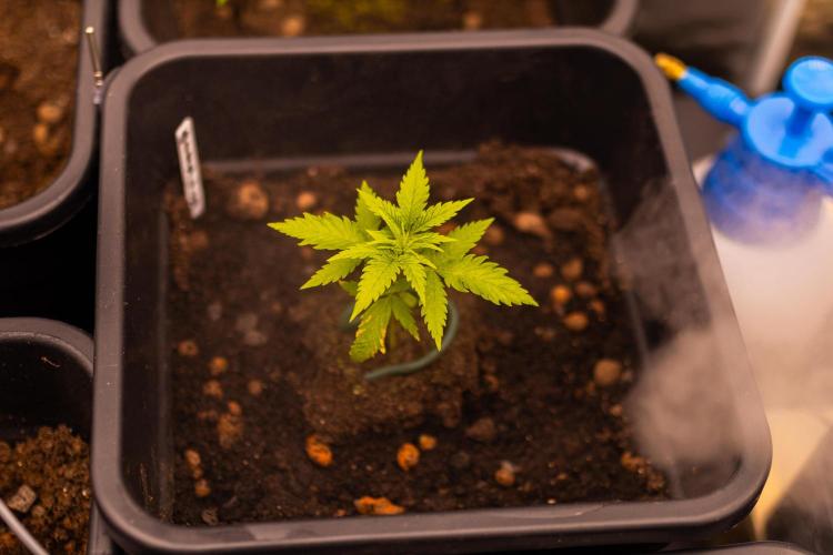 Gorilla Auto - Spliff Seeds. Week 3