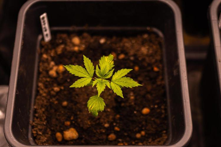 Dutch Auto - Spliff Seeds. Week 3