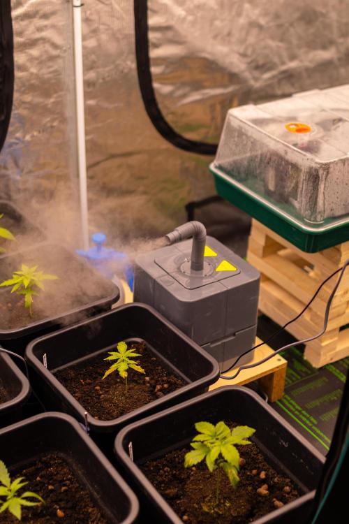 Dutch Auto - Spliff Seeds. Week 3