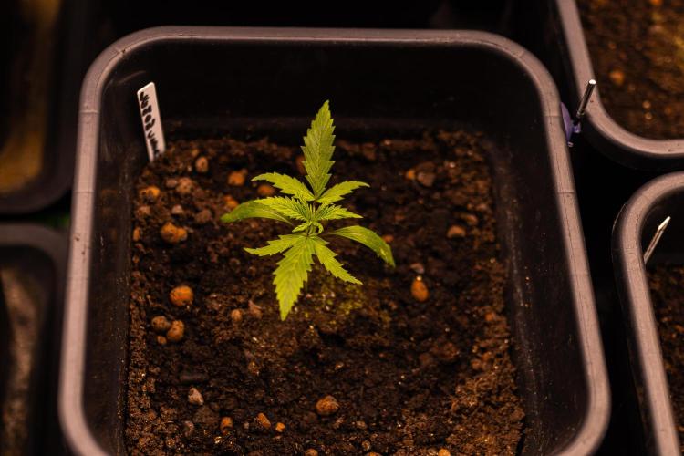 Lemon Crem Kush Auto - Spliff Seeds. Week 3