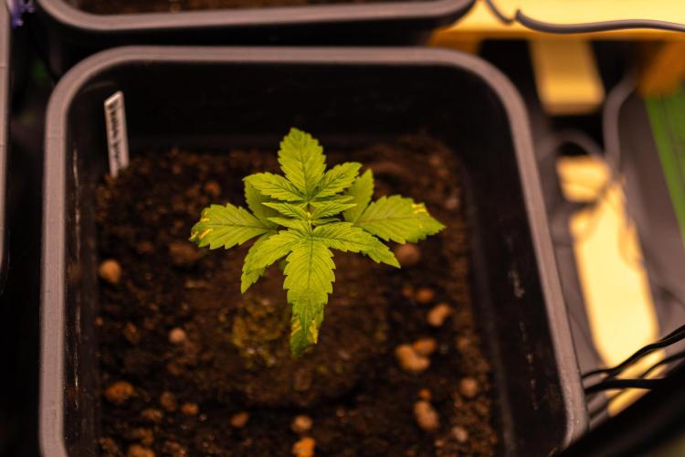 Mega Power Plant Auto - Spliff Seeds. Week 3