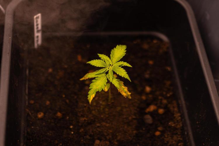 White Widow Auto - Spliff Seeds. Week 3