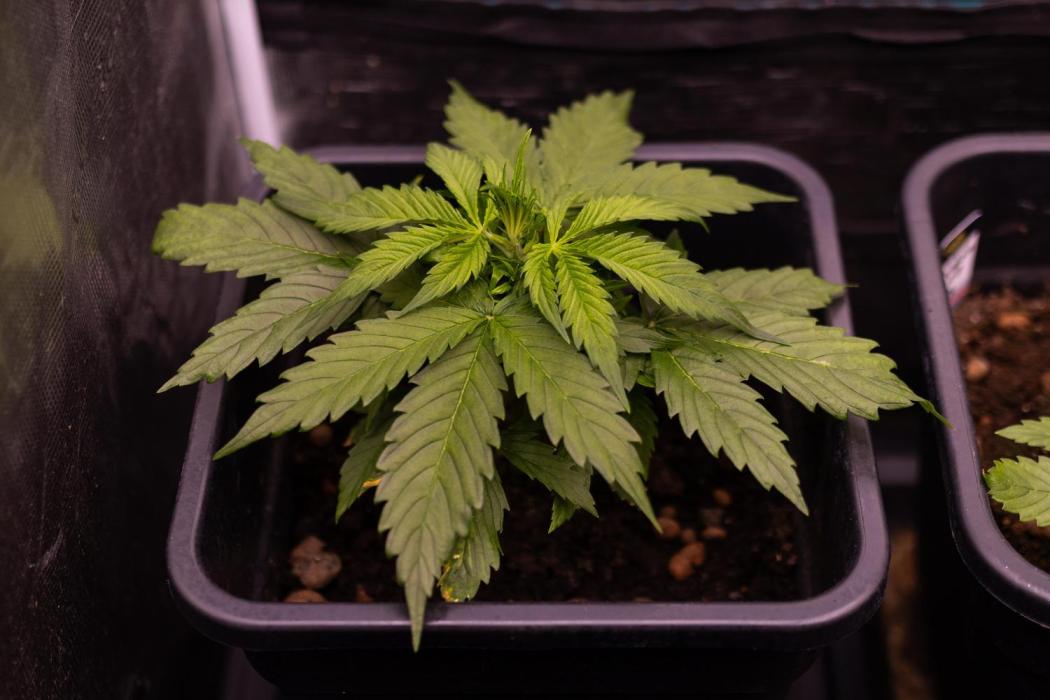 Paradise Seeds - Vertigo Auto. Week 4