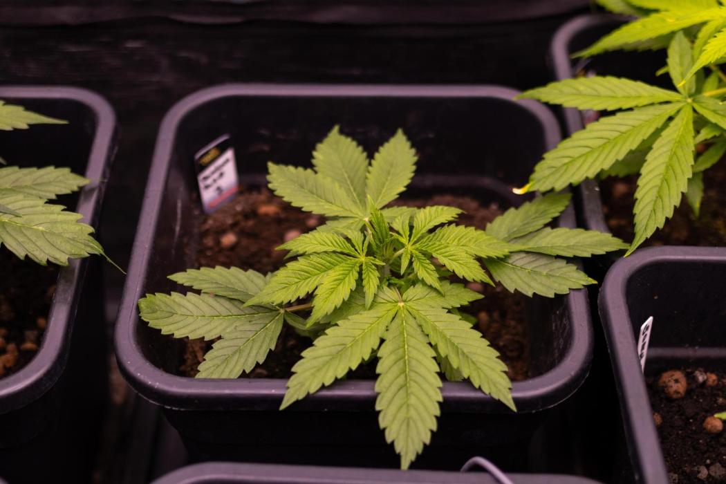 Paradise Seeds - Pandora Auto. Week 4