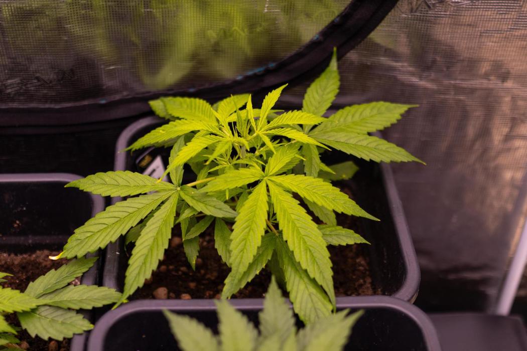 Paradise Seeds - Stromboli Auto. Week 4