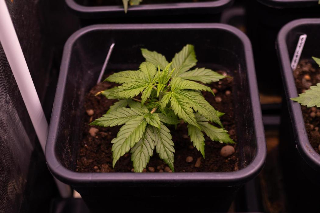 Spliff Seeds - Gelato Auto. Week 4