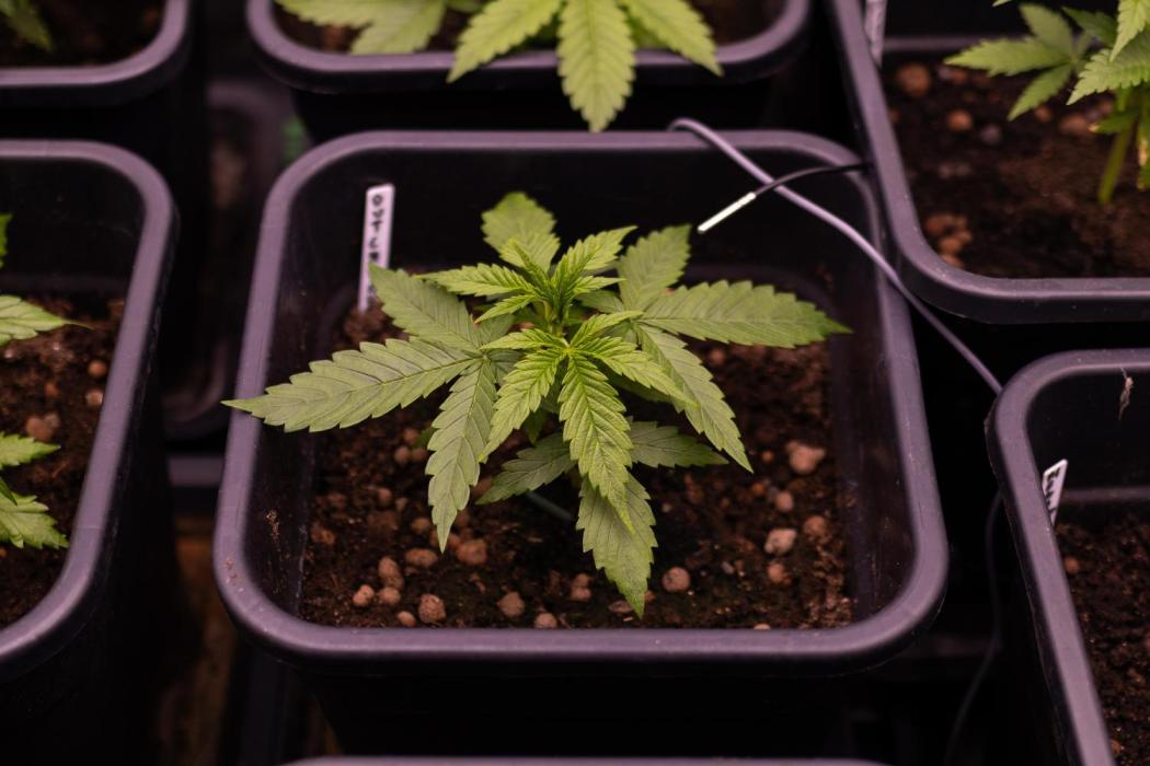 Dutch Blue Auto - Spliff Seeds. Week 4