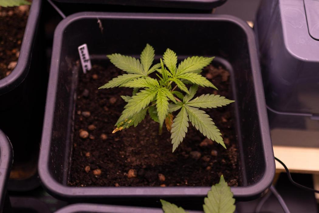 Gorilla Auto - Spliff Seeds. Week 4