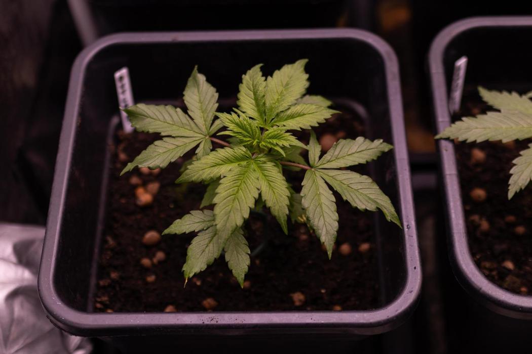 Dutch Auto - Spliff Seeds. Week 4