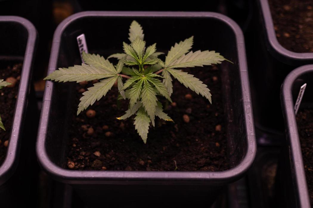 Lemon Crem Kush Auto - Spliff Seeds. Week 4