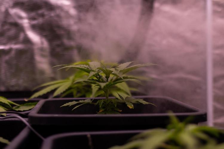 White Widow Auto - Spliff Seeds. Week 4