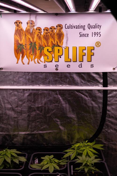 White Widow Auto - Spliff Seeds. Week 4